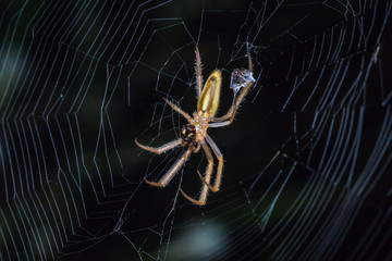 spider in cobweb