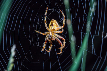 spider in cobweb