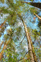 Fototapeta premium Bottom view of tall old trees i mixed deciduous-coniferous forest with birch in the foreground, Eastern Europe, Ukraine