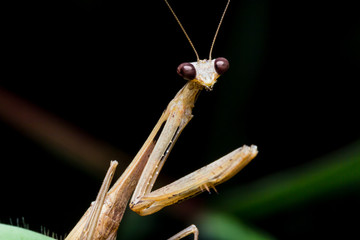 grasshopper
