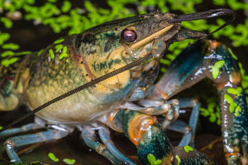 Red claw crayfish in water
