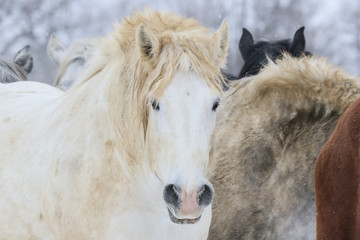 Obraz premium Biały koń zimą