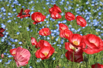 Fototapeta premium 満開のポピーとネモフィラ