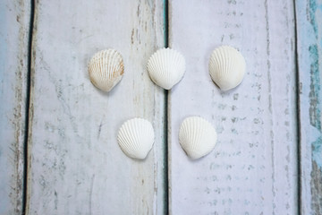 Sea shells form olympic rings on wooden background