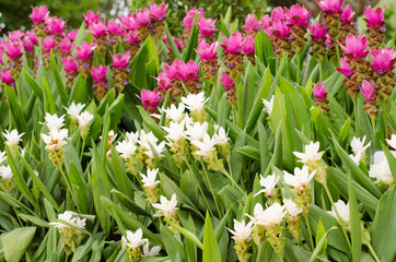 Fototapeta premium Siam Tulip blooming in garden