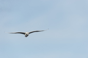 Bonaparte's Gull wings spread
