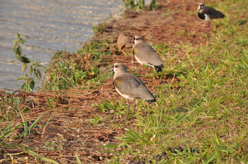 Dois quero-quero perto de lagoa