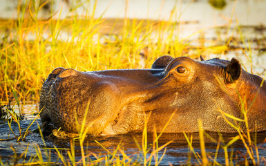Hippopotamus Chobe River