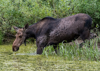 Female Moose Drinks from Algae Covered Water