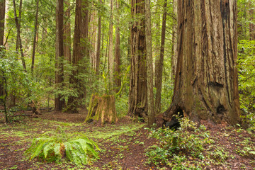 Armstrong Redwoods State Park, A California State Park