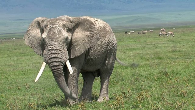 Old African Elephant grazing on the grassland