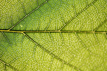 leaf texture close-up, macro shot of fibers