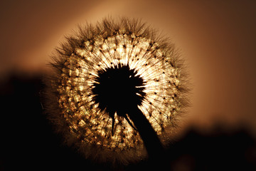 beautiful big dandelion silhouette in the sunset light