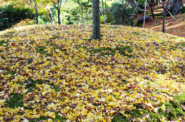 Obraz premium Autumn foliage at Kenrokuen Garden in Kanazawa, Japan 