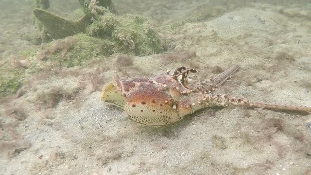Underwater shot Lobster head on the sea floor
