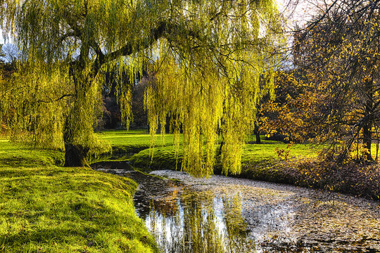Fototapeta Willow tree by the Pond