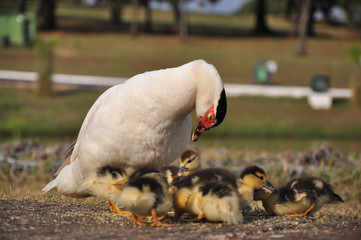 Pato branco observando e cuidando de seus filhotes