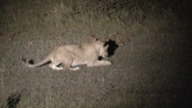 Lioness eating small prey at night