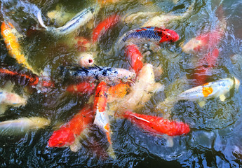 Koi fish swim on the pond