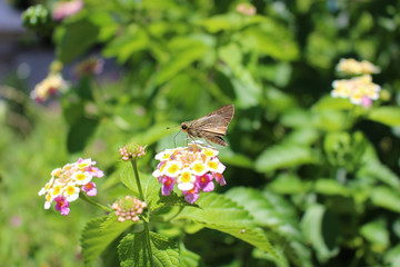 ランタナの花の蜜を吸うイチモンジセセリ