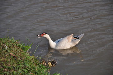 Pato e seus bebês nadando em lagoa