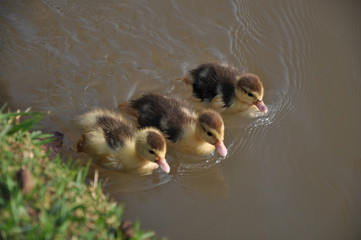 Três bebês patos nadando em lago - obrazy, fototapety, plakaty