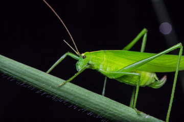 Green grasshopper