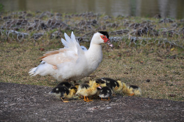 Pato cuidando de seus bebês