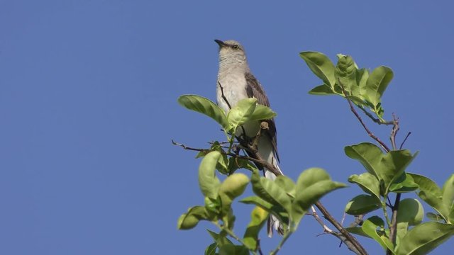 Northern Mockingbird singing on a top of tree