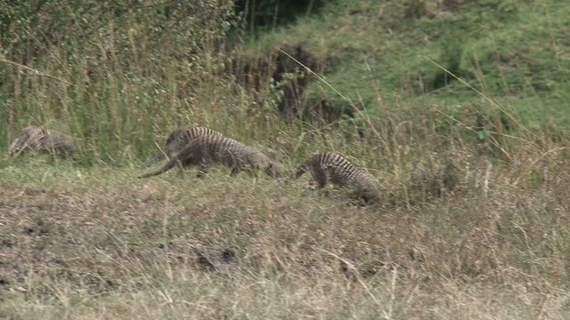 Colony of Banded Mongooses on the savanna