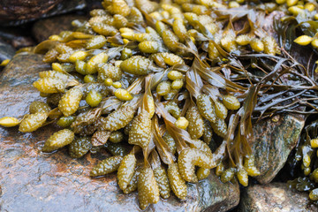 Bladderwrack (Fucus vesiculosus) seaweed is abundant in coastal Maine 