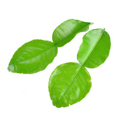 Obraz premium Kaffir lime leaf isolated on white background