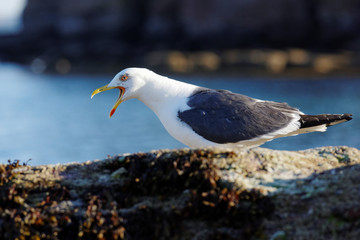 Lesser black-backed gull, Herring Gull, Sea  Gull