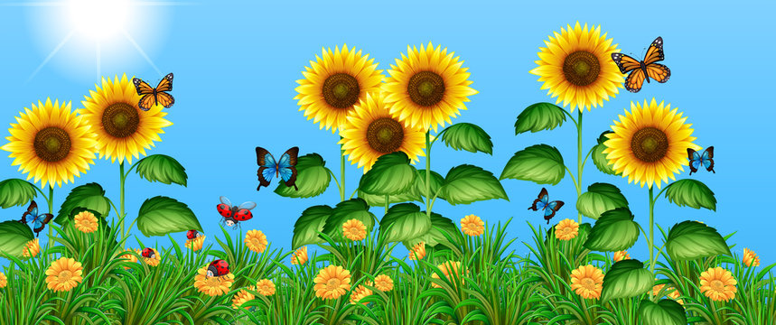 Butterflies flying in the sunflower field