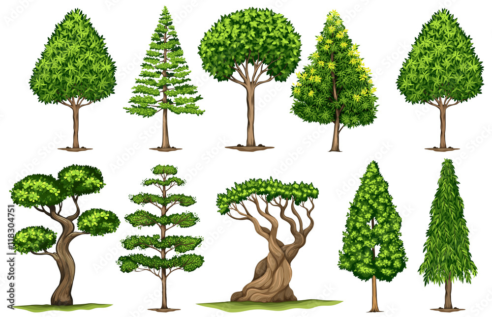 Poster different types of trees