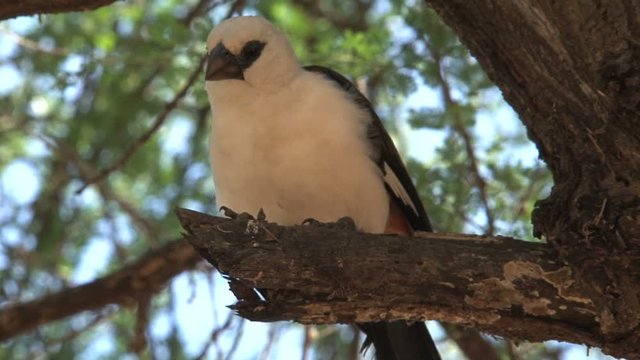 Swamp Boubou perched in a tree