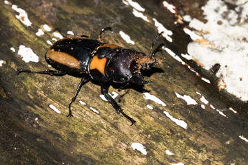 This is a photo of one kind of lucanus, was taken in XiaMen botanical garden, China.