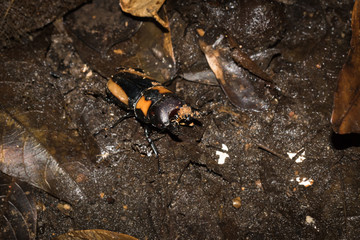 This is a photo of one kind of lucanus, was taken in XiaMen botanical garden, China.