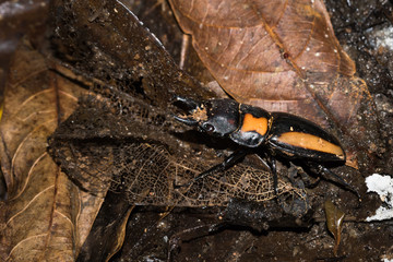 This is a photo of one kind of lucanus, was taken in XiaMen botanical garden, China.