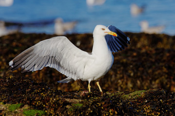 Herring Gull, Sea  Gull