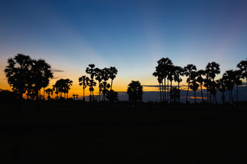 Silhouette of toddy palm at sunset or twilight time golden blue sky backlight in jasmine rice field countryside Thailand