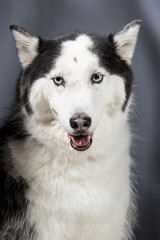 Obraz premium Alaskan Malamute or Husky Dog