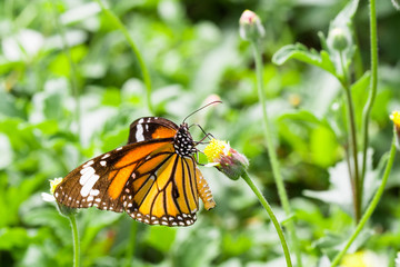 butterfly on flower