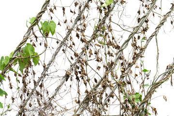 Vine dry on wire isolated on white background