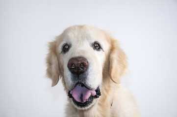 Beautiful Golden Retriever dog headshot isolated on white background