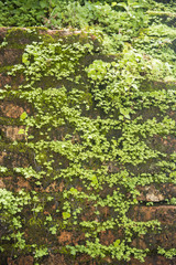 Fototapeta premium grass on old brick wall