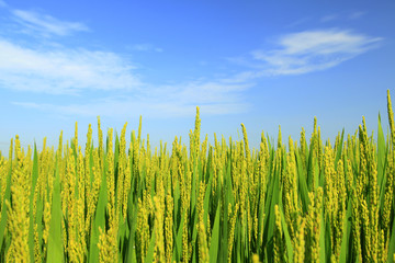 Obraz premium The rice in the field