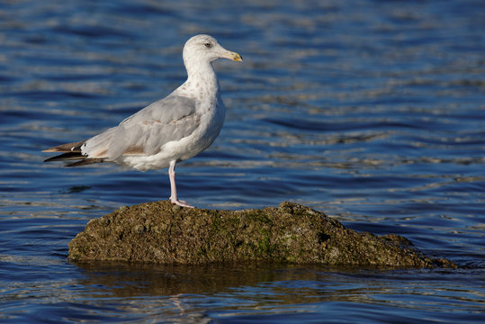 Herring Gull, Sea  Gull