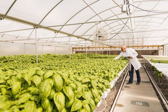 Scientist checking basil plants in greenhouse