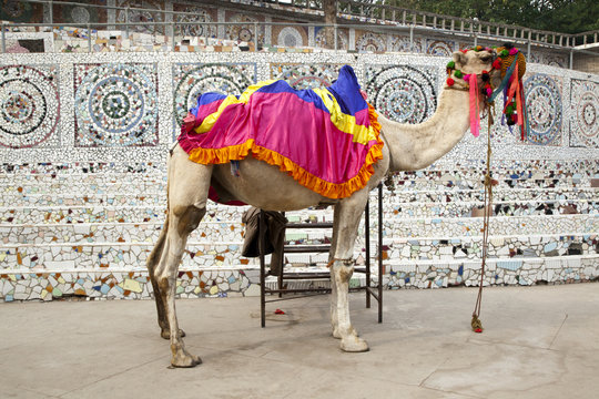 Colorful ornaments on camel